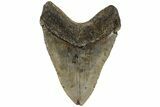 Fossil Megalodon Tooth - North Carolina #221812-2
